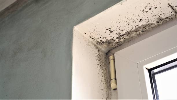 Best Attic Mold Removal  in Richgrove, CA