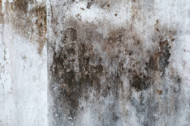 Best Mold Removal for HVAC Installations  in Richgrove, CA