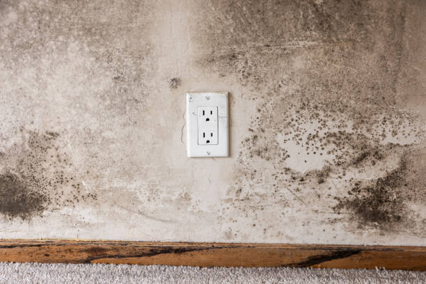 Richgrove, CA Mold Removal Company
