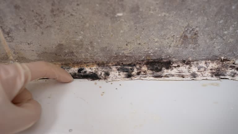 Best Water Damage & Mold Remediation  in Richgrove, CA